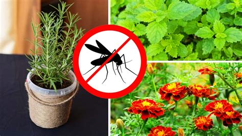 Defensa natural contra insectos en el jardín 11 plantas que alejan