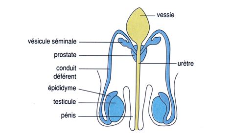 Anatomie De L Appareil Génital Masculin rebuzzi