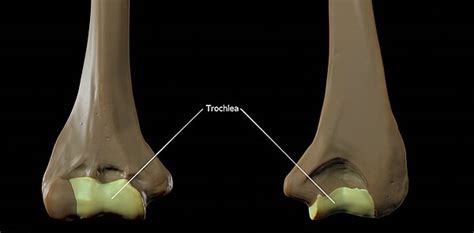 Trochlea Of Humerus Wikipedia