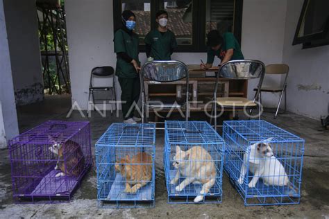 Vaksinasi Rabies Gratis Di Yogyakarta Antara Foto