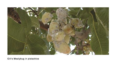 Centaur® Insect Growth Regulator Nichino America