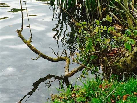 Premium Photo Plant Growing In Water