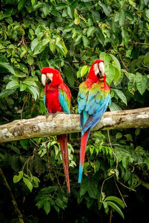 Troupeau De Perroquet Rouge En Vol Vol D Ara V G Tation Verte L