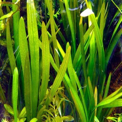 Sagittaria Chilensis Broadleaf Aquarium Plant Arizona Aquatic Gardens