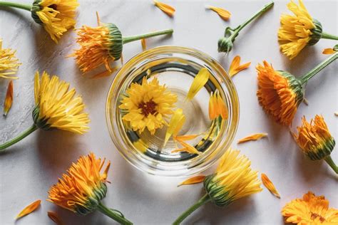 Huile De Calendula Bienfaits Composition Diy Et Utilisations