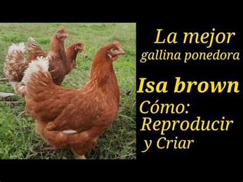 La Mejor Gallina Ponedora Del Mundo Isa Brown C Mo Reproducir Y Criar