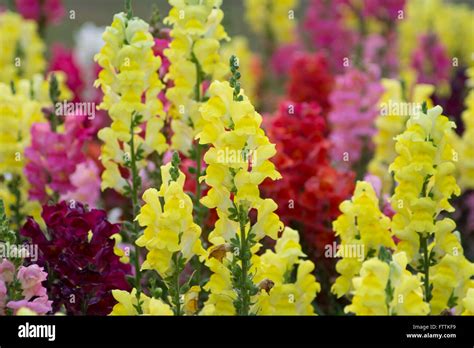 Snap Dragon Antirrhinum Majus Blooming In Garden Stock Photo Alamy