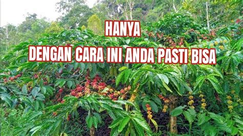 Cara Merawat Tanaman Kopi Agar Berbuah Lebat Petani Alam YouTube