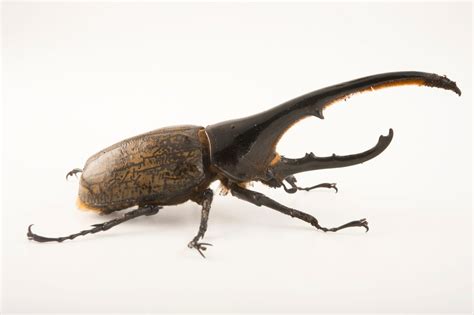 Western Hercules Beetle Dynastes Hercules Hercules Joel Sartore