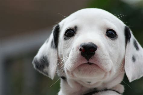 Cute Dalmatian Puppy