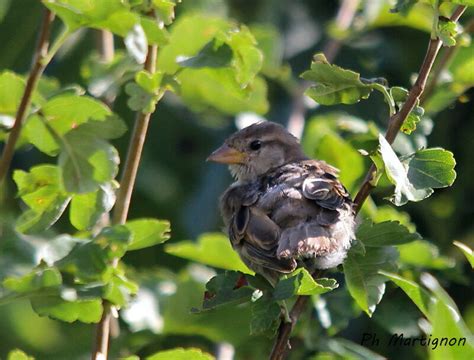 Moineau domestique - phma331016