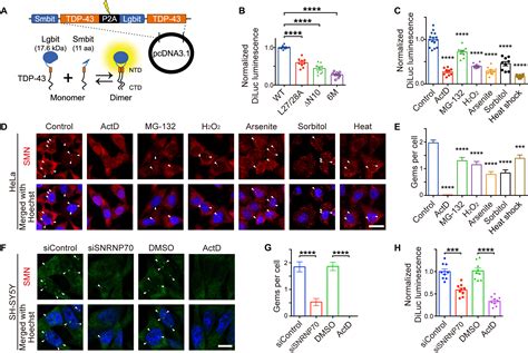 Monomerization Of TDP 43 Is A Key Determinant For Inducing TDP 43