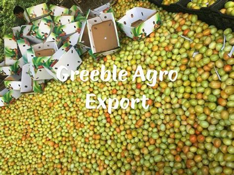 Best Supplier Wholesaler Exporter Trader Of Fresh Export Quality Green