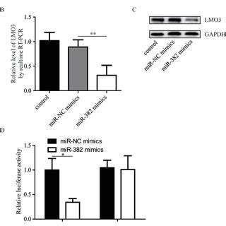 LMO3 Is A Direct Target Of MiR 382 A Sequence Alignment Of MiR 382