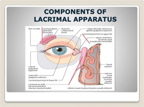 Anatomy Of Lacrimal Apparatus