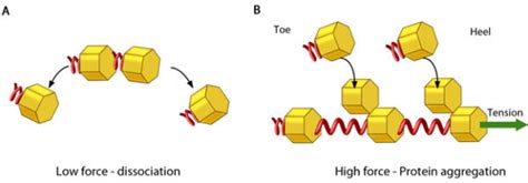 How Do Nascent Adhesions Grow Into Mature Focal Adhesions