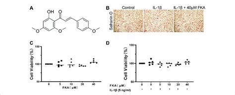 Effects Of Fka On Chondrocyte Viability A Chemical Structure Of Fka