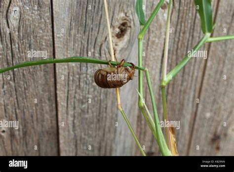 Locust Shell Hi Res Stock Photography And Images Alamy