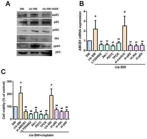 Amphiregulin Promotes Cisplatin Chemoresistance By Upregulating Abcb