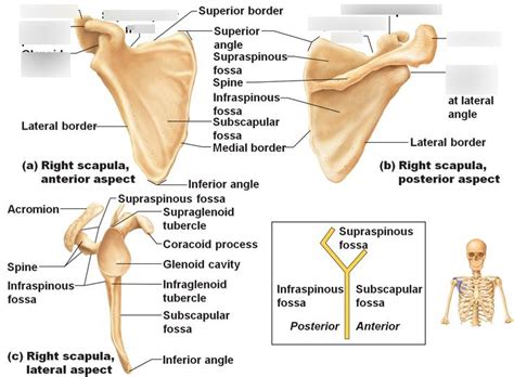 Glenoid Cavity