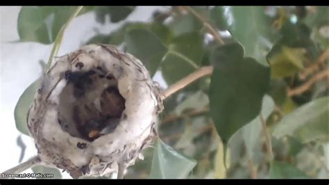 Bella Colibrì Hummingbird California YouTube