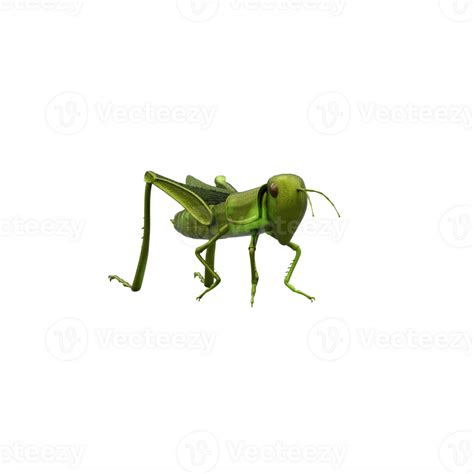 3d Grasshopper Isolated 25252083 Png