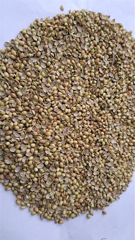 Dried Green Whole Coriander Seed Form Seeds At Rs Kg In Ramganj