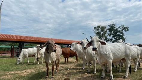 Midagri Inaugura Primer N Cleo Gen Tico Para El Manejo De Ganado Vacuno