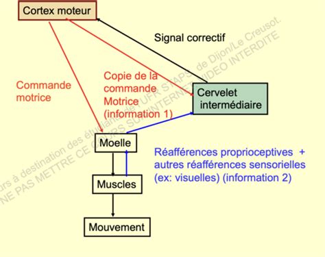 Cm N Le Cervelet Cartes Quizlet