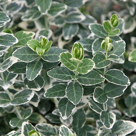 Emerald Gaiety Euonymus Hedge