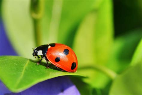 Ladybug Macro Insect Free Photo On Pixabay