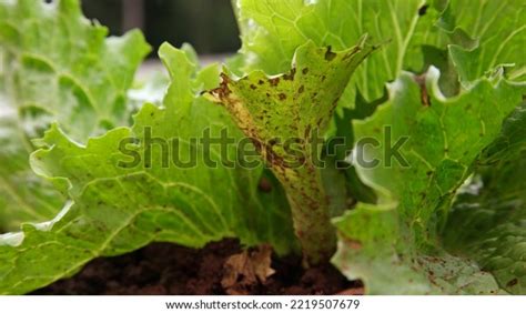 Plant Disease Fungal Leaf Spot On Stock Photo 2219507679 | Shutterstock