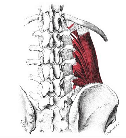 Quadratus Lumborum Trigger Points | Everything You Need To Know