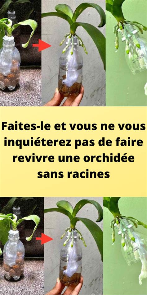 Faites le et vous ne vous inquiéterez pas de faire revivre une orchidée