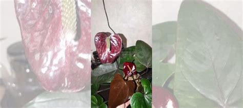 Антуриум Black Paris купить в Саратове | Товары для дома и дачи | Авито