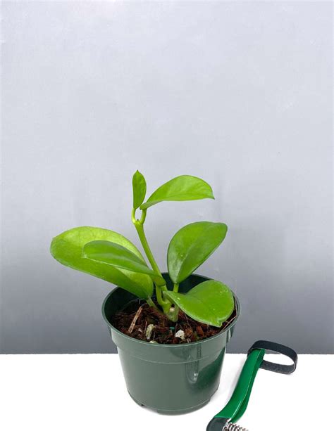 Hoya Ah 014 Houseplant Always Affordable At Plant Proper