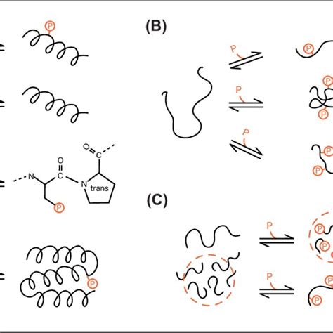 Effects of phosphorylation of IDPs on the structure and ensembles (A)... | Download Scientific ...