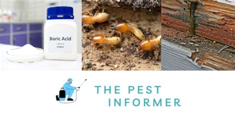 My Experience Using Boric Acid For Termites - Tested By A Pest Control ...