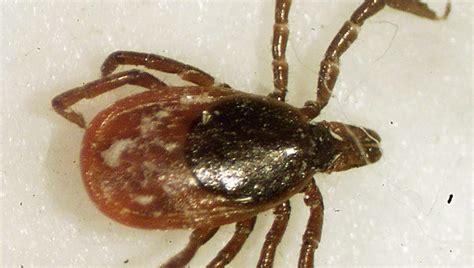 Ticks In Wisconsin The Waiting Game Nature Blog Network