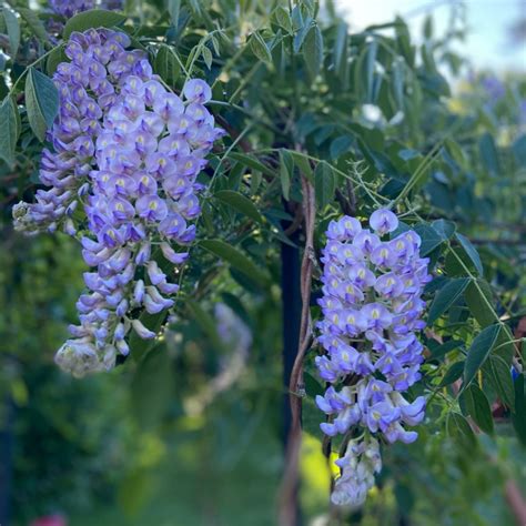 Wisteria Macrostachya Betty Mathews Midwest Groundcovers Llc