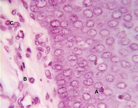 Plasma cell | Description & Antibody Production | Britannica