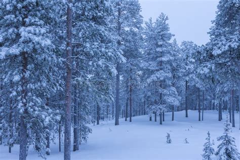 Picturesque Nordic Nature Scenery In Scandinavia Stock Photo Image Of