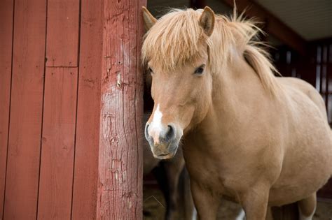 Gratis bilder på hästar Hästar