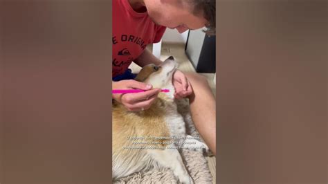 Жизнь с собакой: плюсы и минусы 🐶 #собака #корги - YouTube