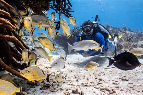 Cozumel Diving Instruction – Maple Leaf Scuba