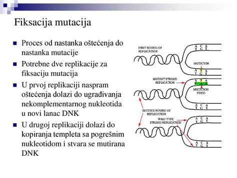 Nastanak i vrste mutanata Izolovanje mutanata - ppt κατέβασμα