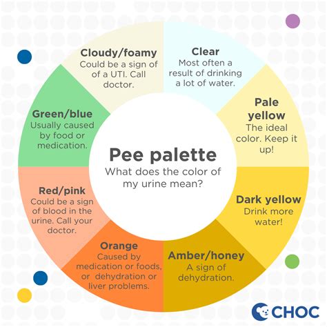 Choc Pee Palette Choc Childrens Health Hub