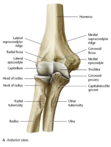 S9 Osteology Of Elbow Flashcards Quizlet