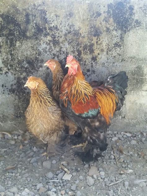 Ayam Brahma Usia 3 Bulan Jual Ayam Hias