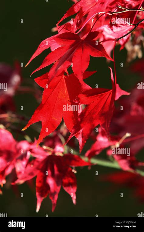 Acer Palmatum Osakazuki A Beautiful Red Leaved Tree Stock Photo Alamy